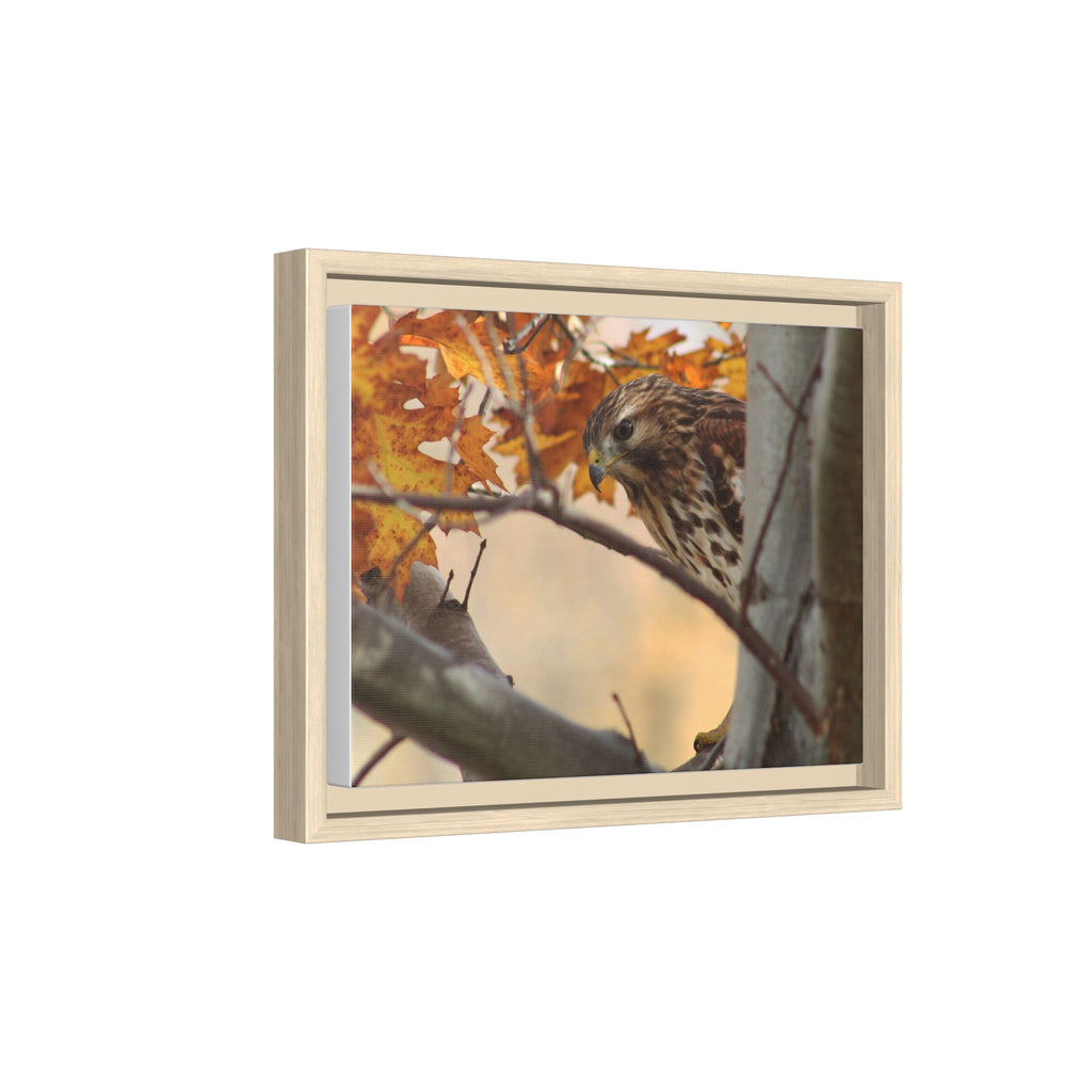 Framed Matte Canvas: Autumn Hawk Wildlife Wall Art