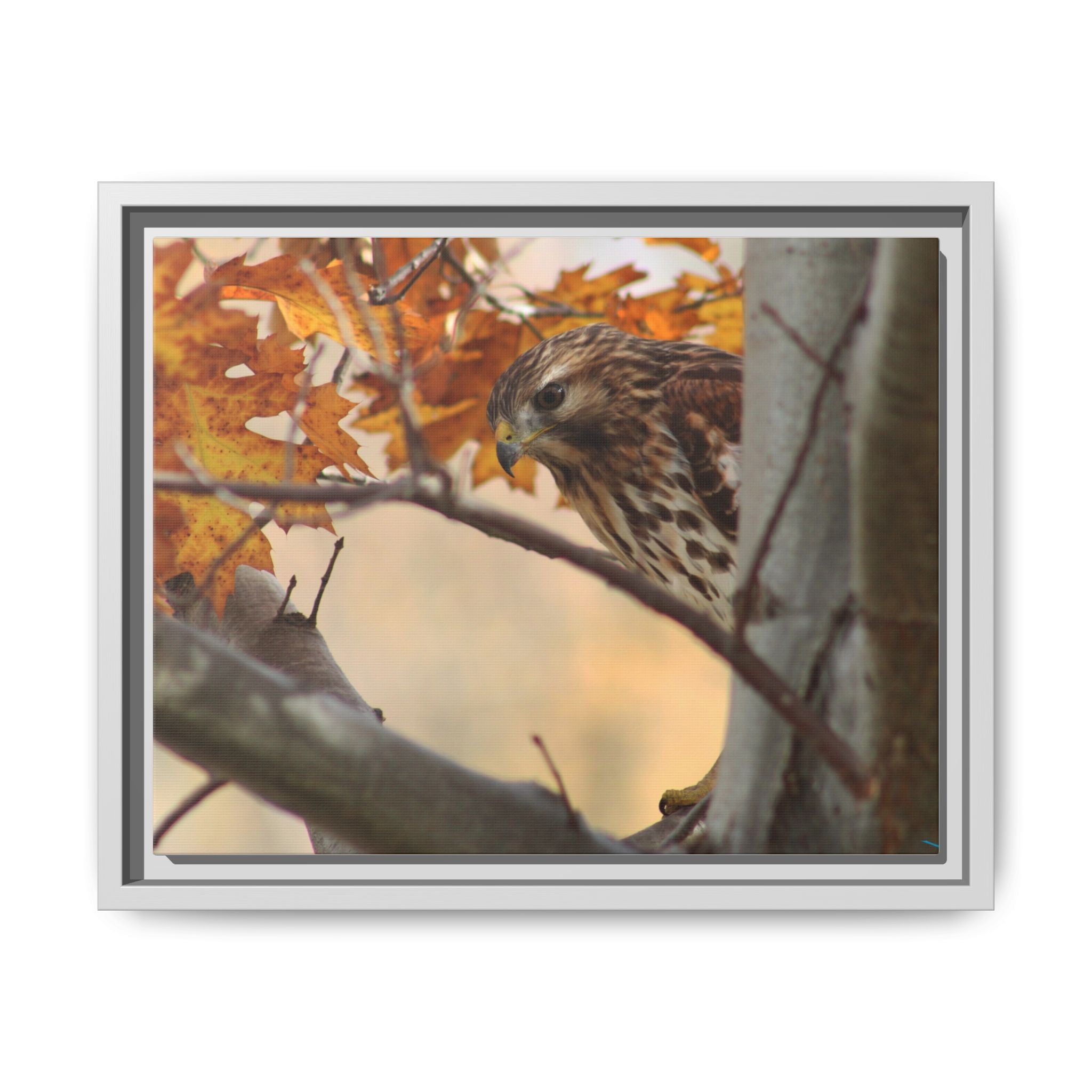 Framed Matte Canvas: Autumn Hawk Wildlife Wall Art