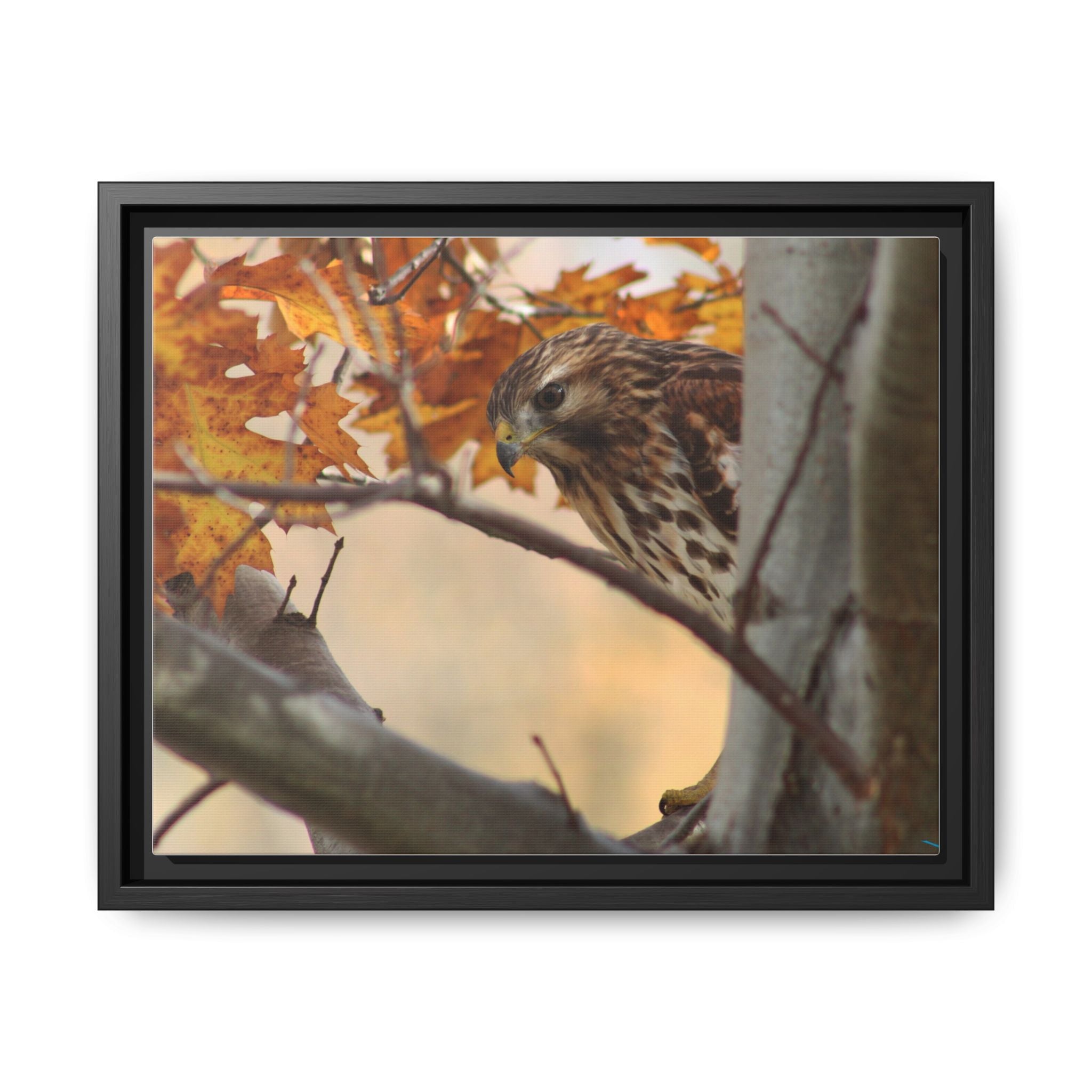 Framed Matte Canvas: Autumn Hawk Wildlife Wall Art