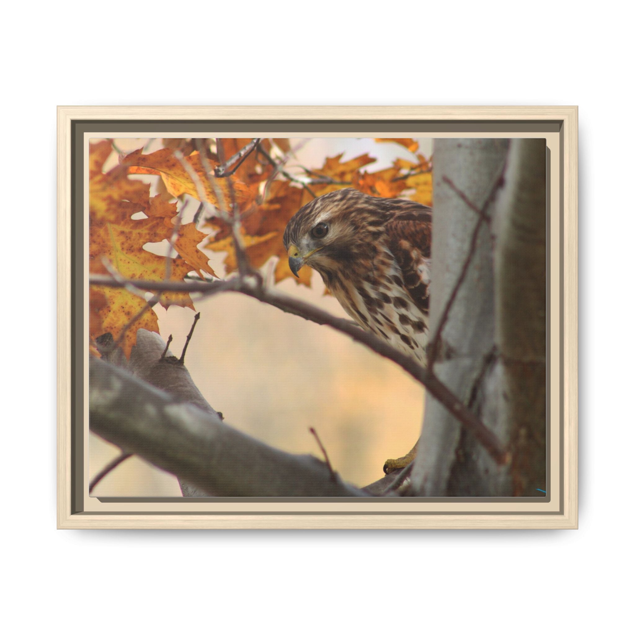 Framed Matte Canvas: Autumn Hawk Wildlife Wall Art