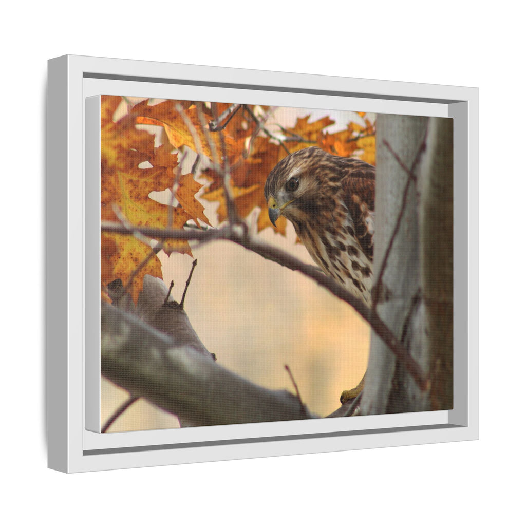 Framed Matte Canvas: Autumn Hawk Wildlife Wall Art