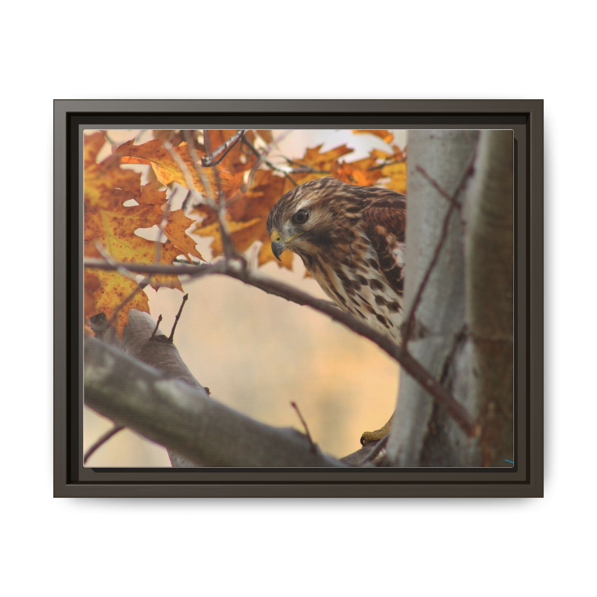 Framed Matte Canvas: Autumn Hawk Wildlife Wall Art