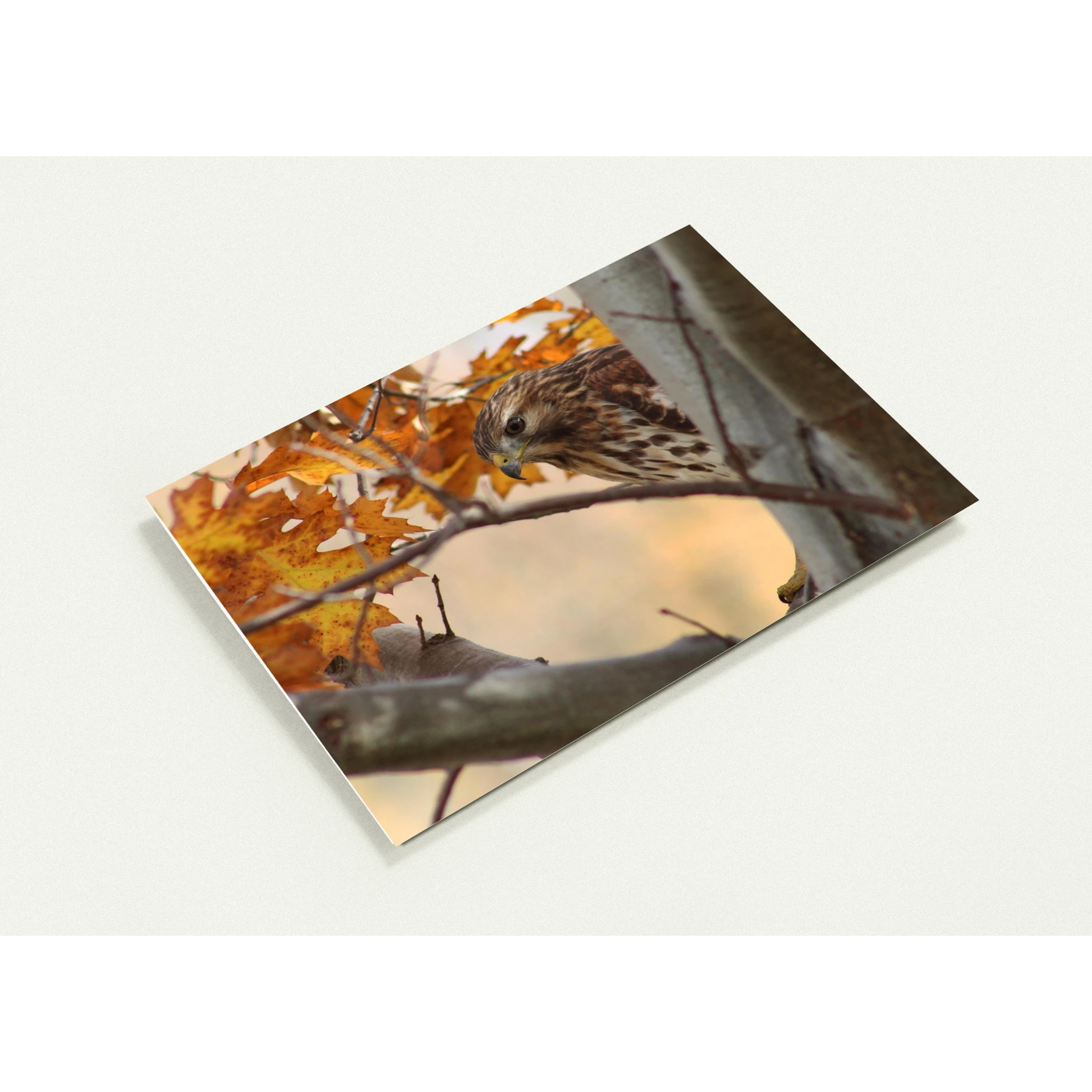 2e1fe019-5e2d-47c9-bb6f-f894ef517485