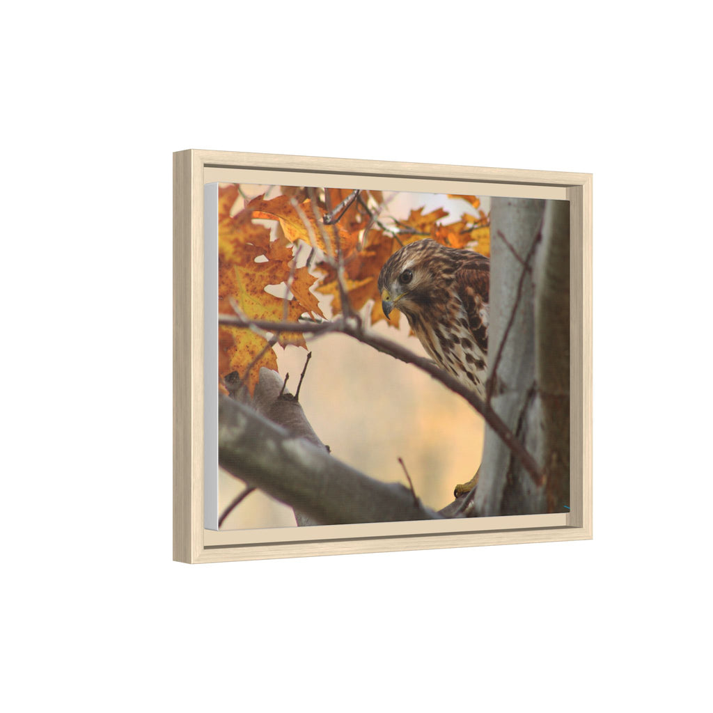 Framed Matte Canvas: Autumn Hawk Wildlife Wall Art