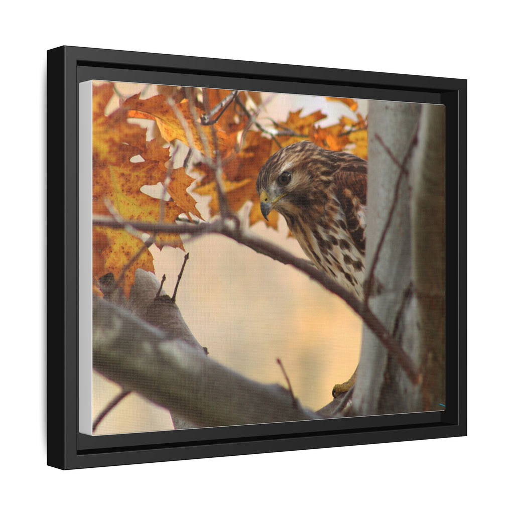 Framed Matte Canvas: Autumn Hawk Wildlife Wall Art