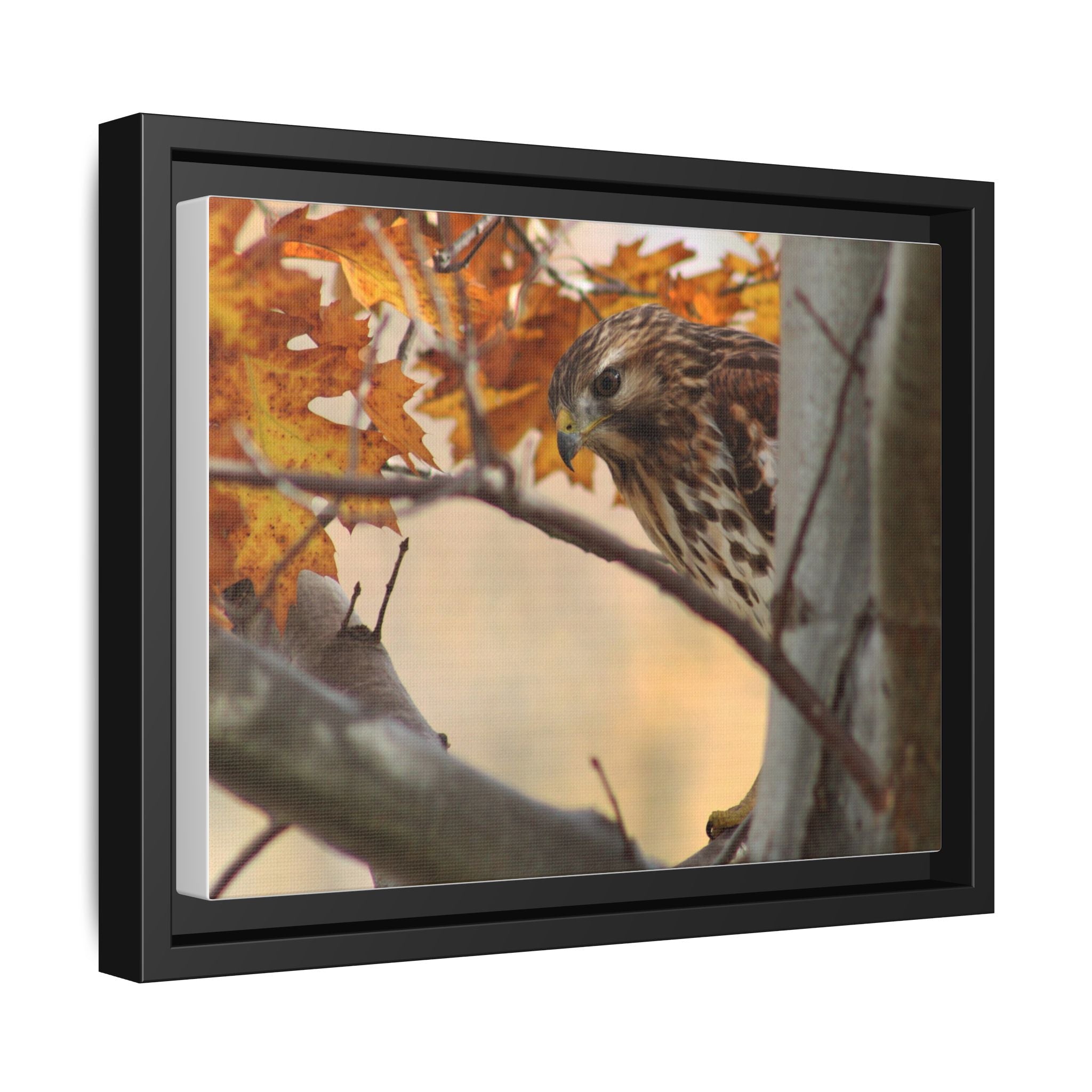 Framed Matte Canvas: Autumn Hawk Wildlife Wall Art