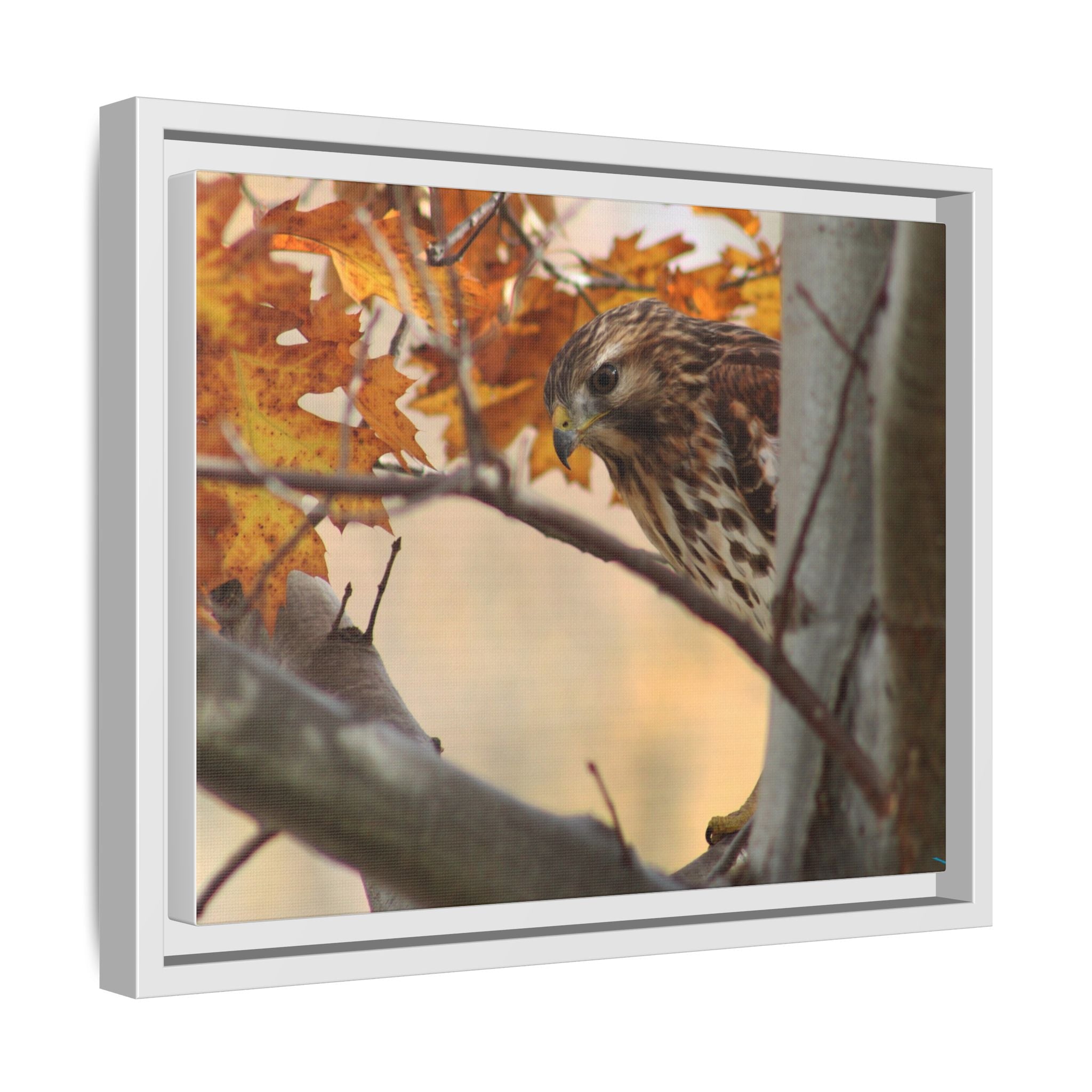 Framed Matte Canvas: Autumn Hawk Wildlife Wall Art
