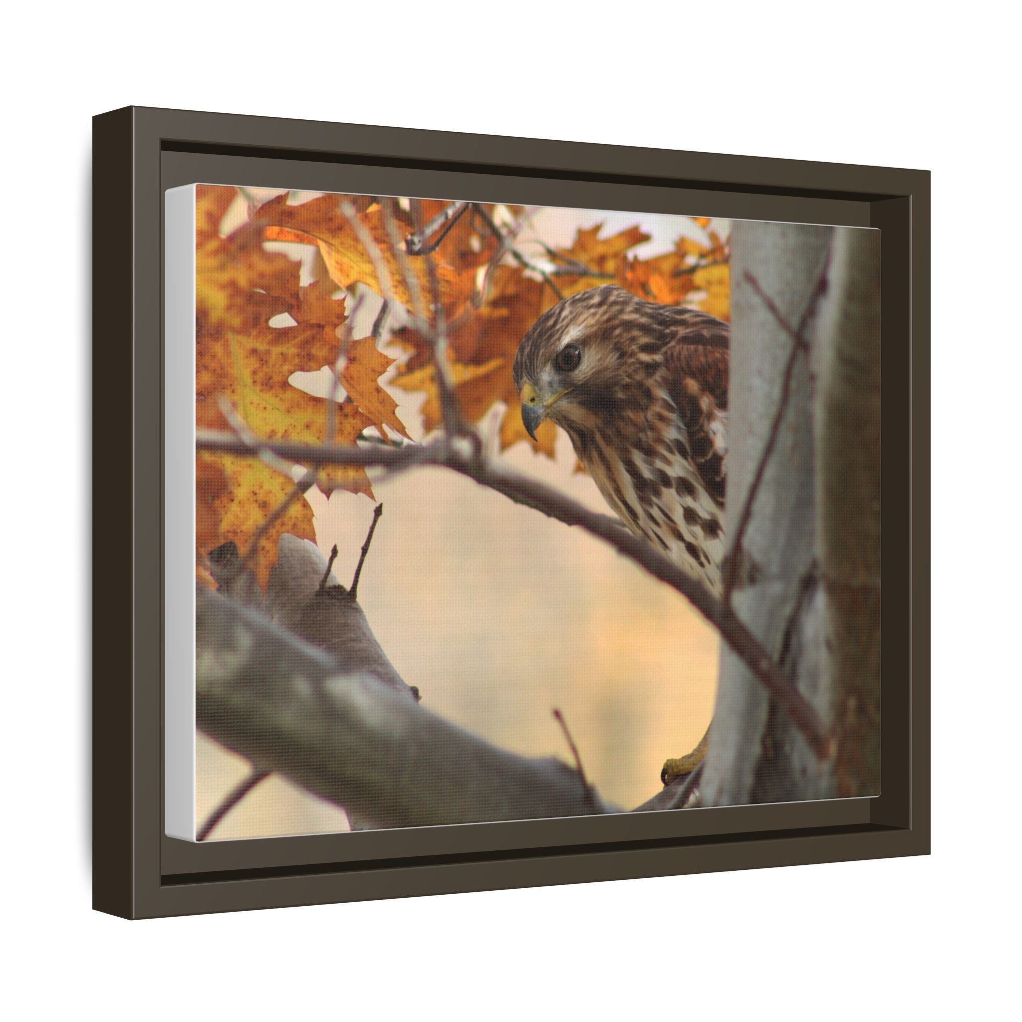 Framed Matte Canvas: Autumn Hawk Wildlife Wall Art
