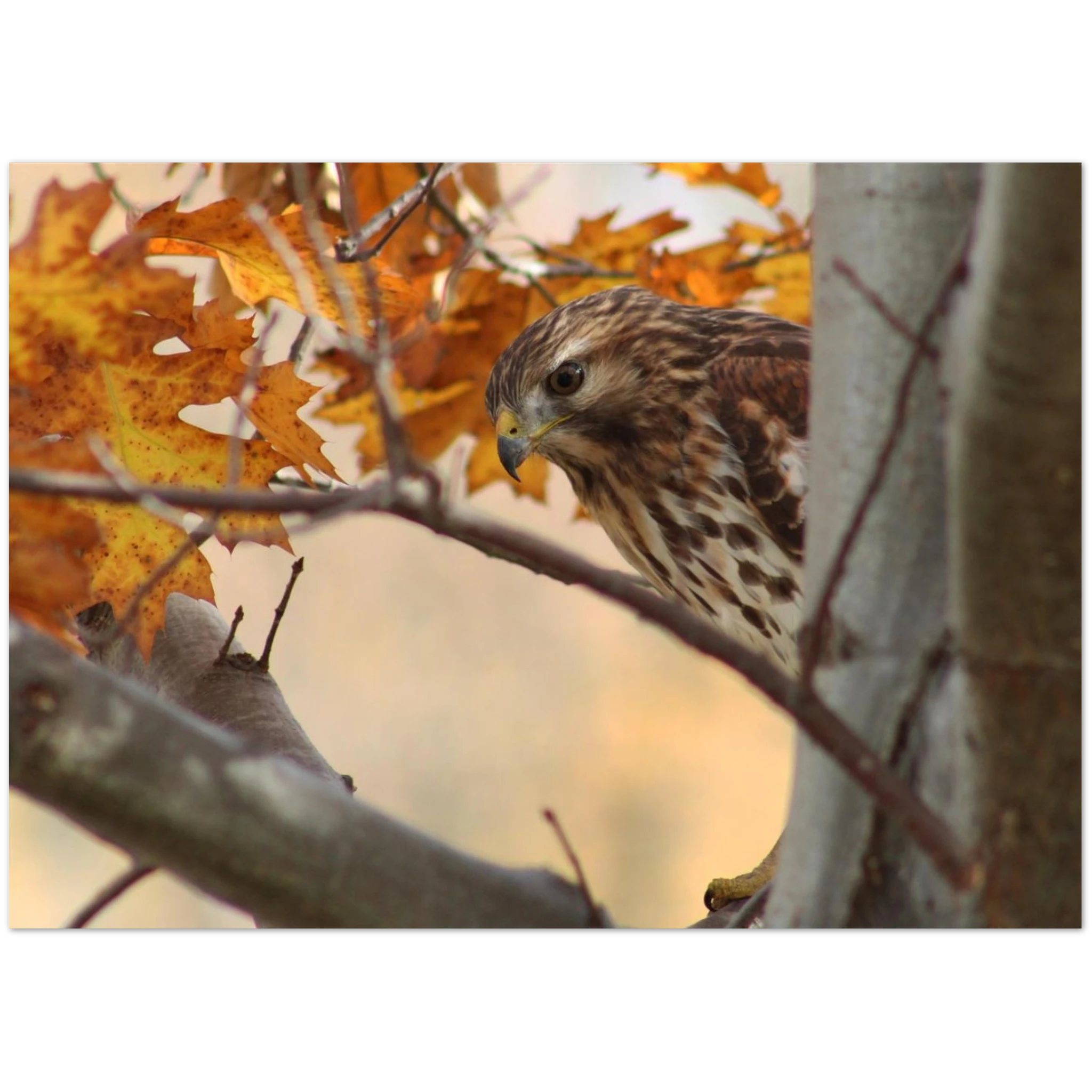 6a37cf3c-36ae-4644-9063-c5d947aaaba3