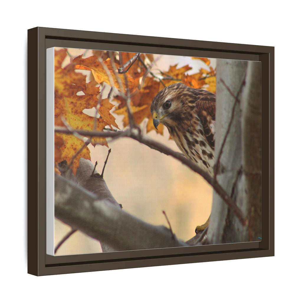 Framed Matte Canvas: Autumn Hawk Wildlife Wall Art