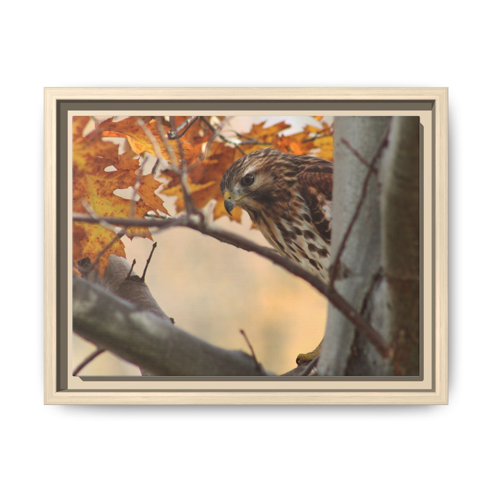 Framed Matte Canvas: Autumn Hawk Wildlife Wall Art