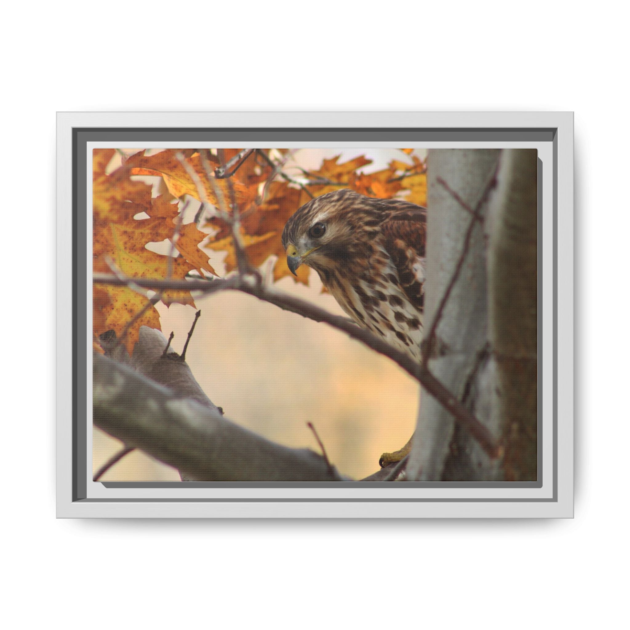 Framed Matte Canvas: Autumn Hawk Wildlife Wall Art