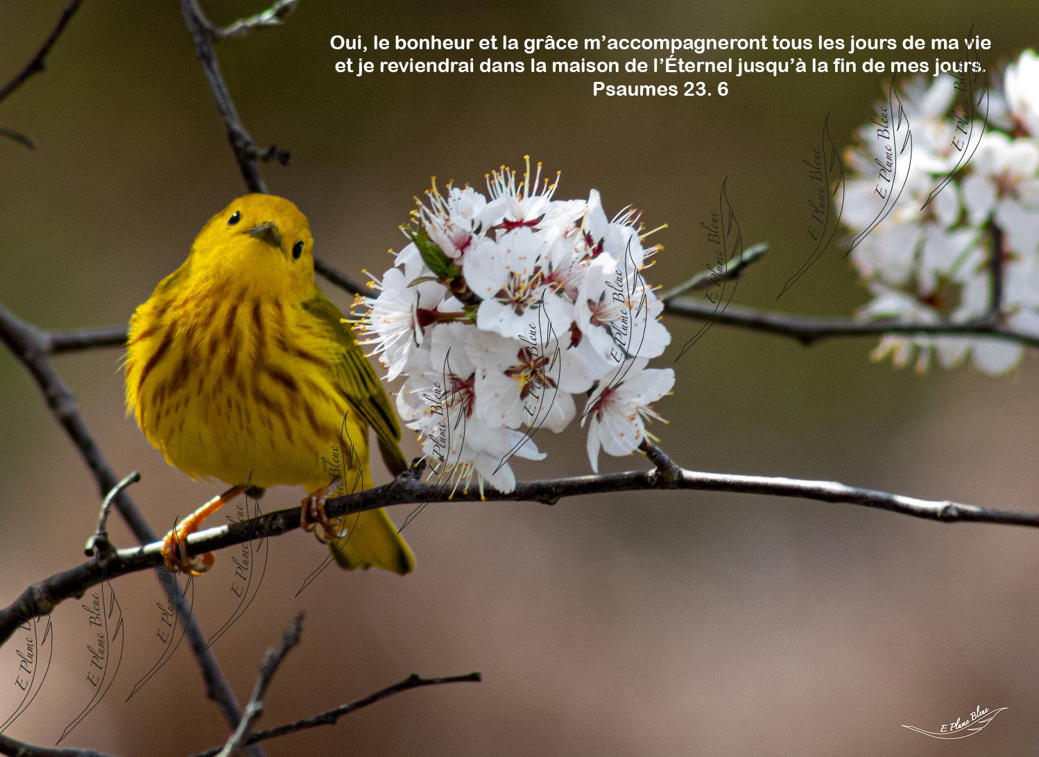 Paruline jaune | Psaumes 23. 6