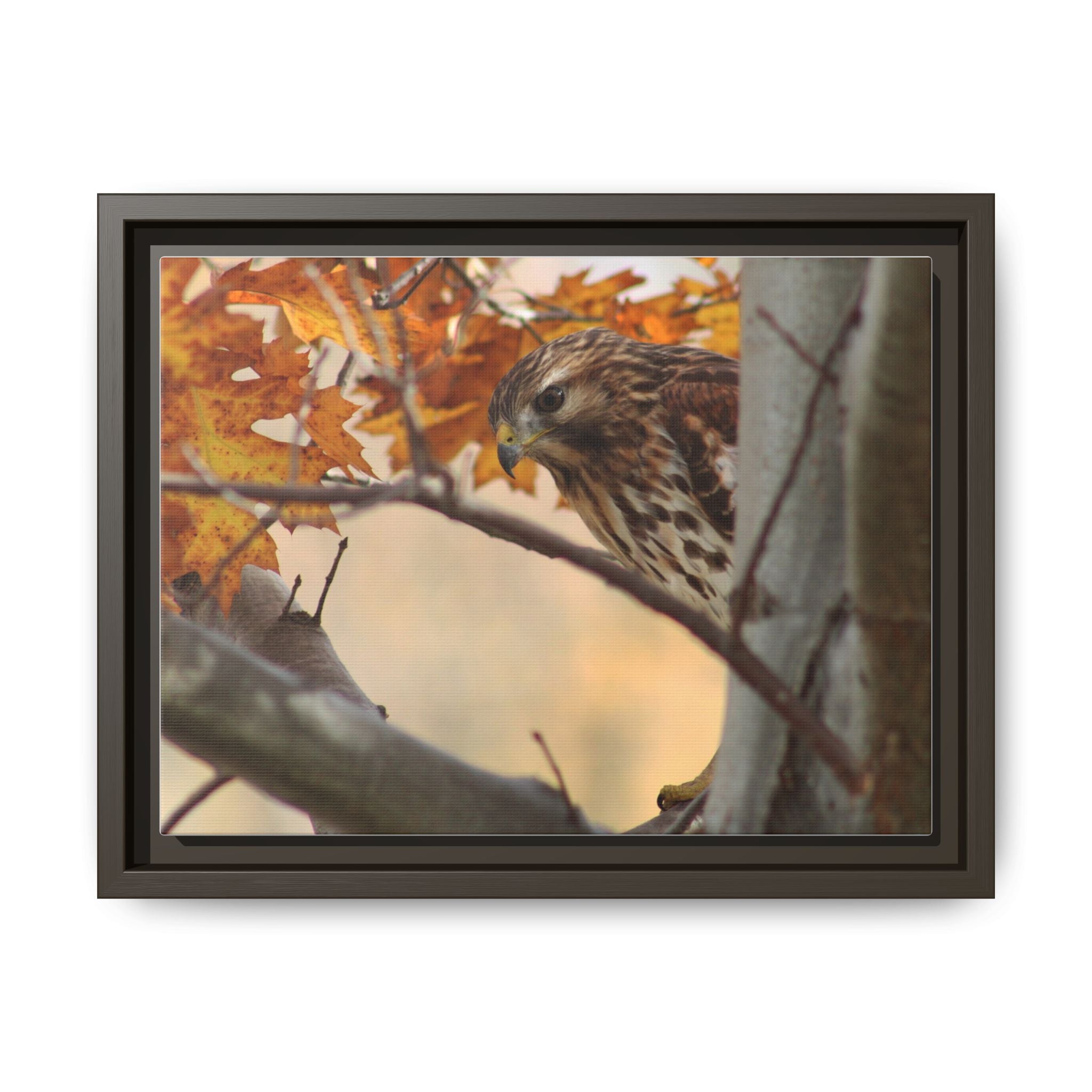Framed Matte Canvas: Autumn Hawk Wildlife Wall Art