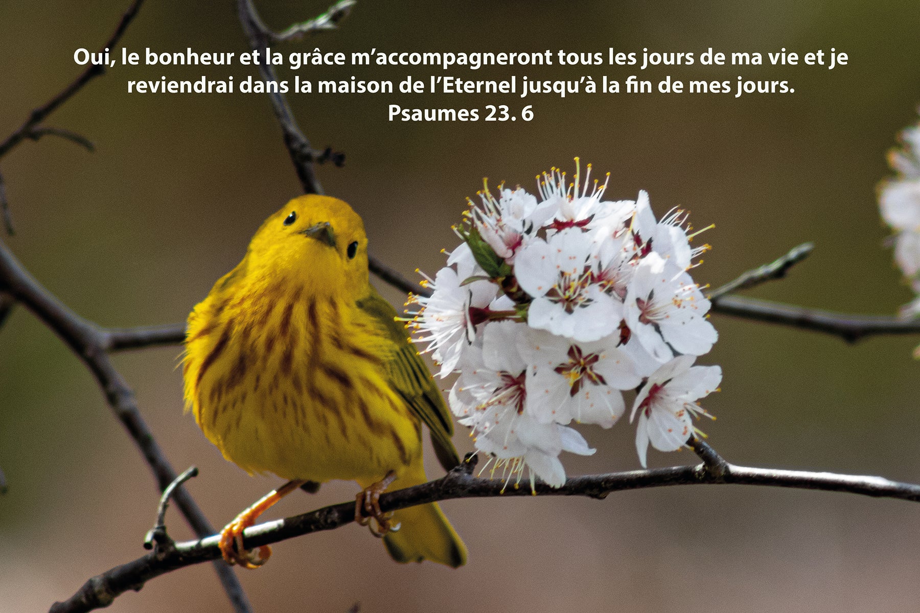 Paruline jaune | Psaumes 23. 6